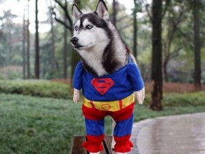 スーパーマンの犬用ハロウィンコスチューム