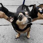 動物達のハロウィンコスチューム