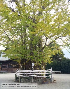 健軍神社境内にある、珍しいイチョウの木（子宝に恵まれるそう）