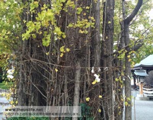 健軍神社境内にある、珍しいイチョウの木