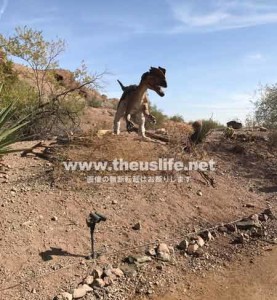 Phoenix Zoo の期間限定イベント Dinosaurs in the Desert