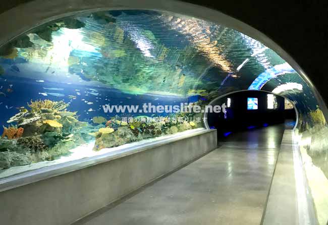 OdySea Aquariumの水で囲まれた通路