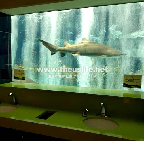 OdySea Aquariumのトレイ内のサメ