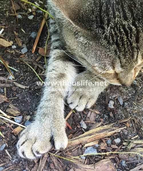 キーウェストのヘミングウェイ旧家に住んでいるヘミングウェイキャット