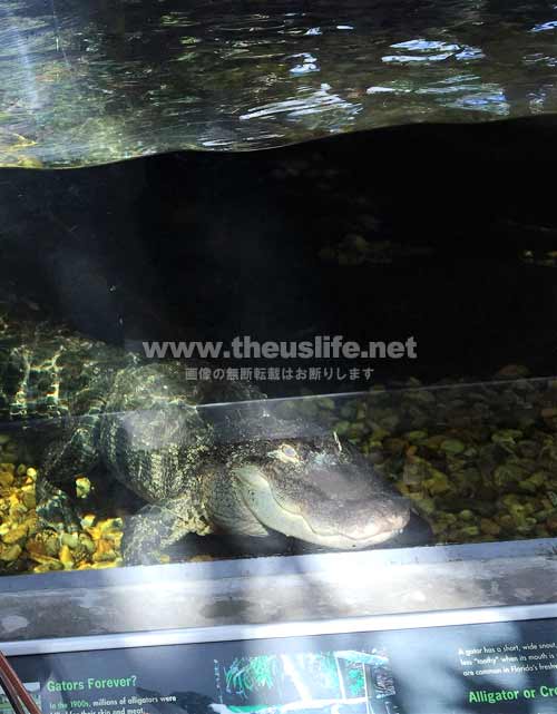 フロリダ水族館内