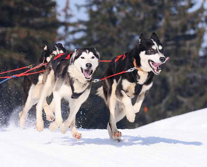 アラスカの犬ぞり